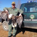 Reward of $8,500 Offered in Shooting Deaths of Bald Eagles in Tennessee 