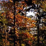 Fall Foliage Weather Report