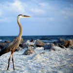 A Great Blue Heron Walks the Beach in Gulf Shores