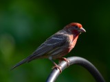 house_finch5-4-13a
