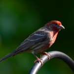 Birds of Alabama: A Continuing Study of Nature as Art