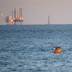 Secret Vistas: Dauphin Island Audubon Bird Sanctuary