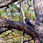 A Pair of Pileated Woodpeckers Live Near Lake Chinnabee