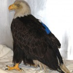 Wildlife Investigators Offer $5,000 Reward for Information on Bald Eagle Shot in Tuscaloosa