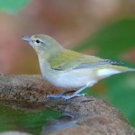 A Pine Warbler Shows Up for a Fall Bath on the Way South