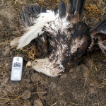 Reward of $3,500 Offered in Poisoning Deaths of Two Bald Eagles in Thibodaux, Louisiana
