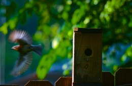 female_bluebird6-7-13b