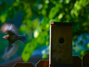 female_bluebird6-7-13b