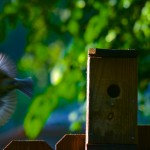 Female Eastern Bluebird Feeds Clutch of Chicks on Her Own
