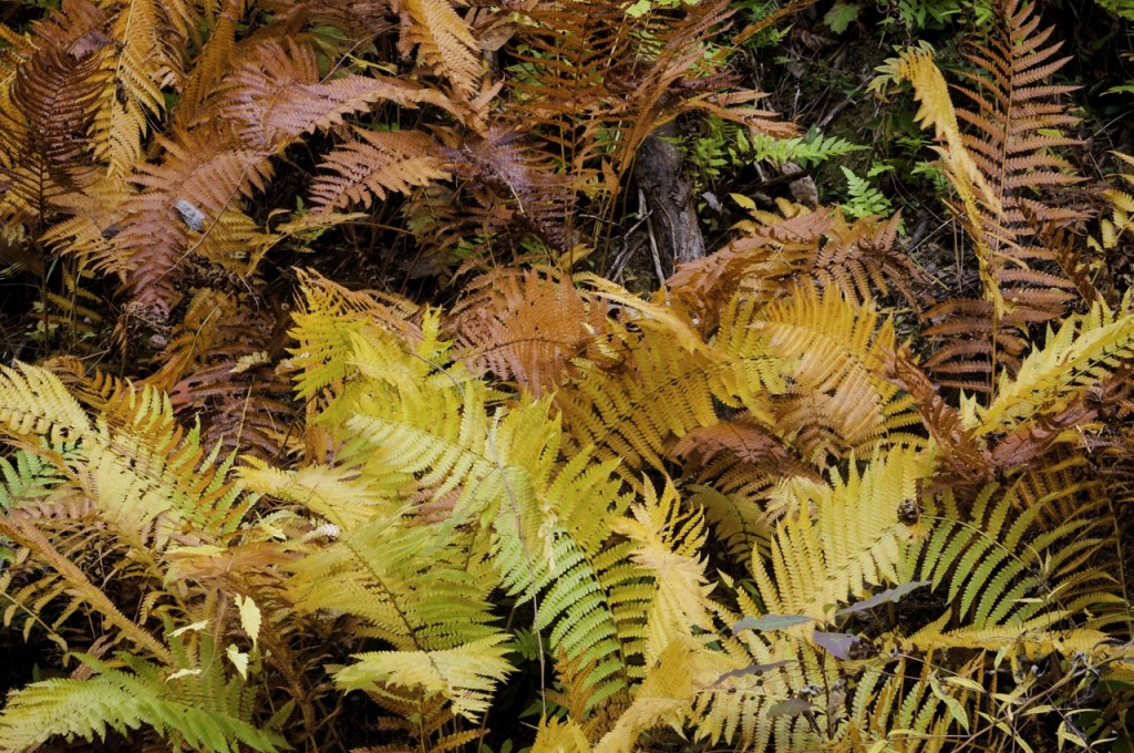Native ferms in fall in the Talladega National Forest: Kenny Walters