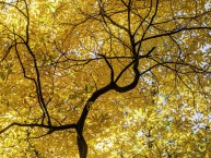 yellow_treeKW7