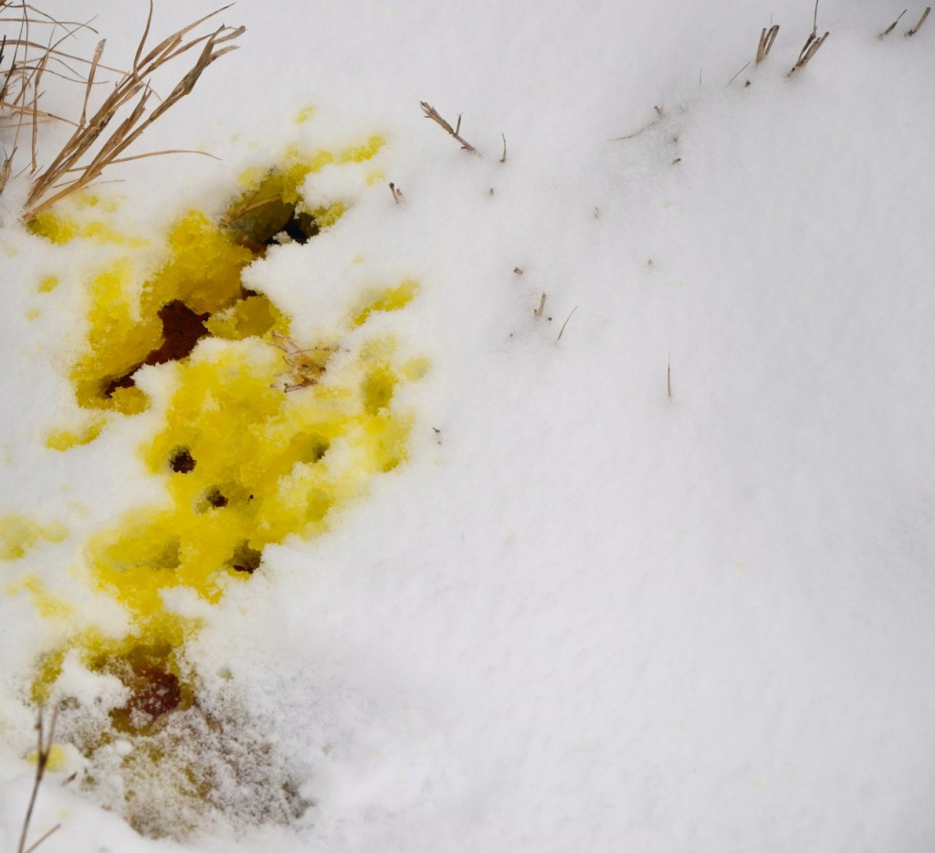 Jefferson_Snow12814d