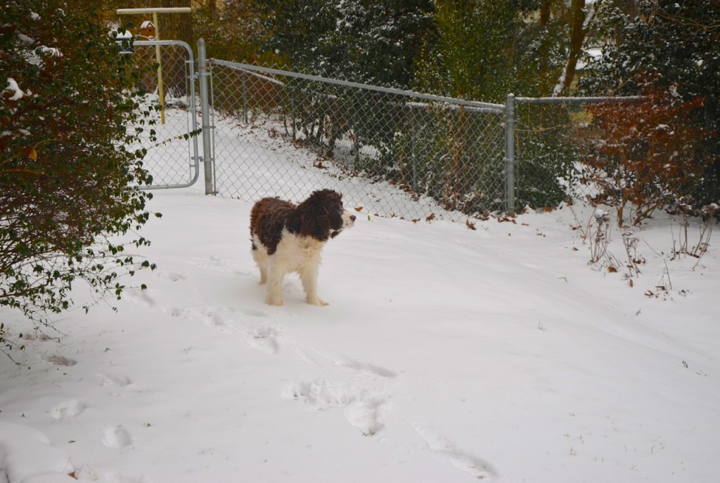 Jefferson_Snow12814g