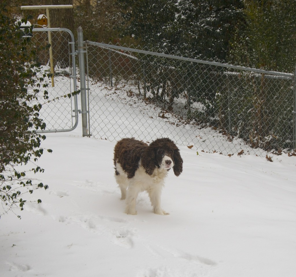 Jefferson_Snow12814h