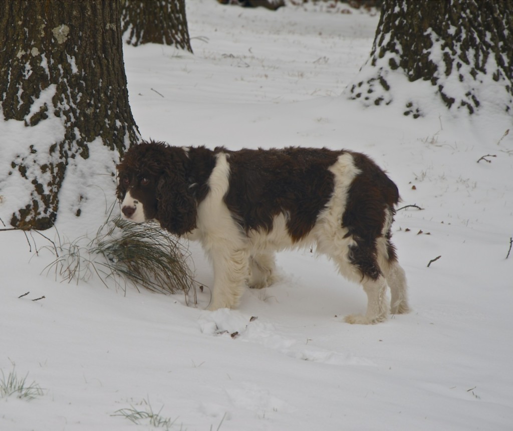 Jefferson_Snow12814i