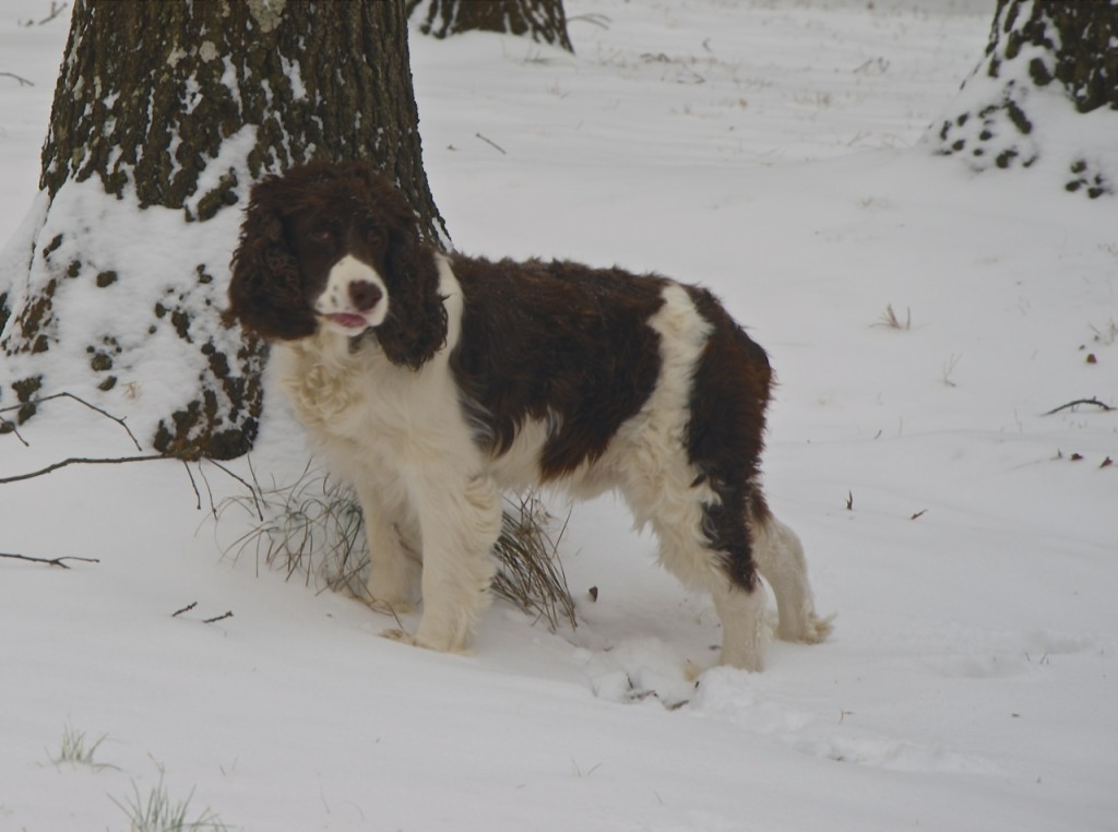 Jefferson_Snow12814j