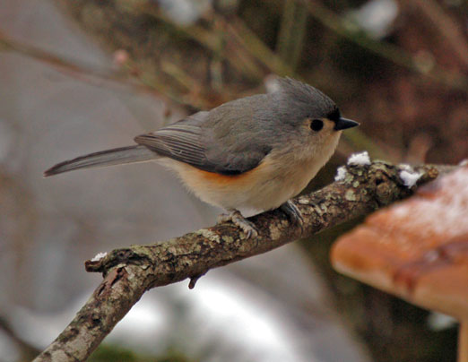 titmouse photo