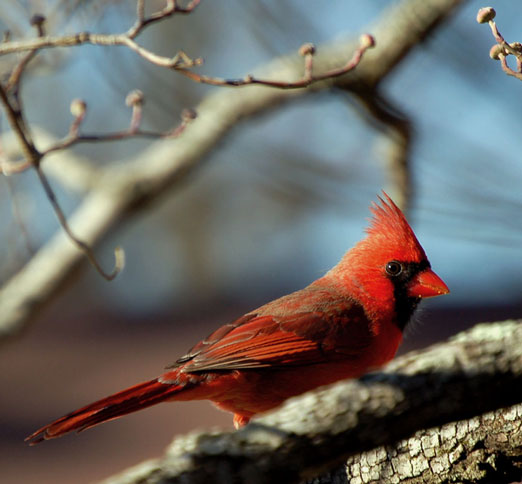 male cardinal jpg