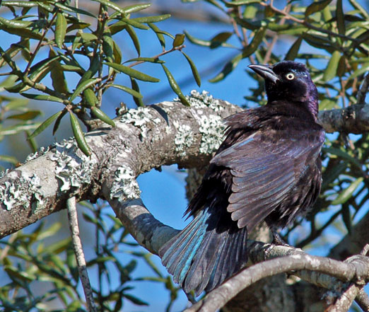 female common grackle. is a female common grackle