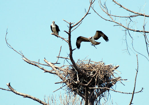 osprey nesting behavior