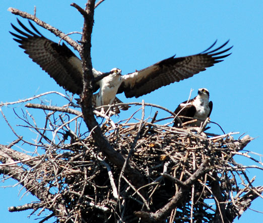 ospreys_mating1b.jpg