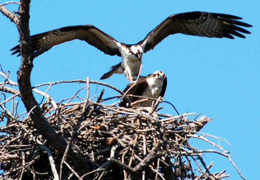 ospreys_mating2b.jpg