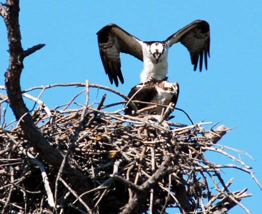 ospreys_mating3b.jpg