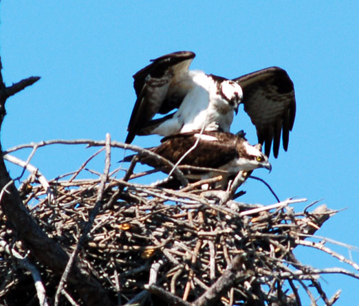ospreys_mating4b.jpg
