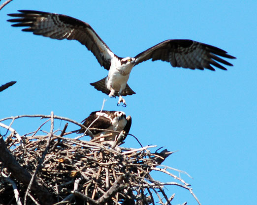 ospreys_mating6b.jpg