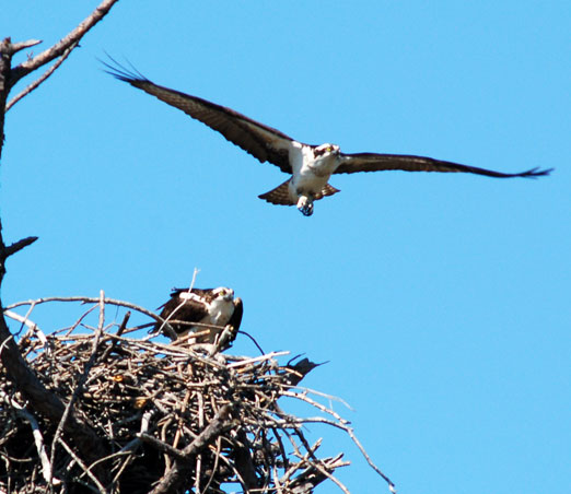 ospreys_mating7b.jpg