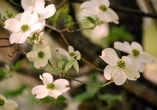 dogwood08b.jpg