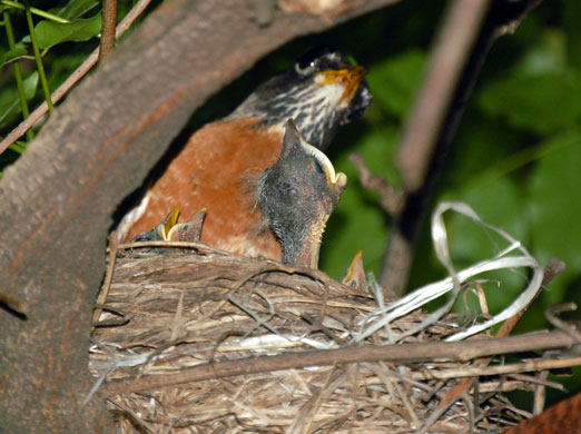 robin_chicks1.jpg
