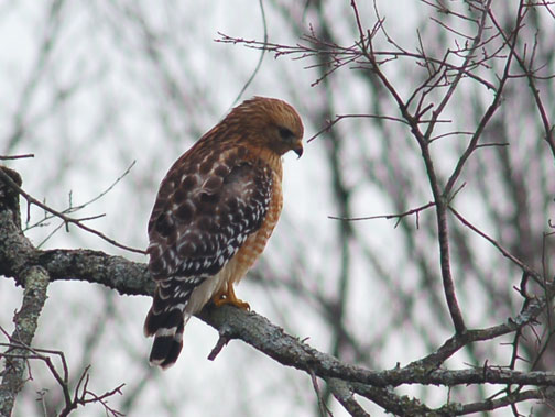 A Red-Shouldered Hawk in East Lake Park | The Locust Fork News-Journal