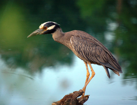 A Yellow-Crowned Night Heron on Village Creek | The Locust Fork News ...