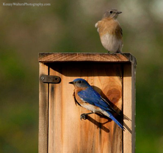 Blue Birds Nesting in Roebuck Springs | The Locust Fork News-Journal