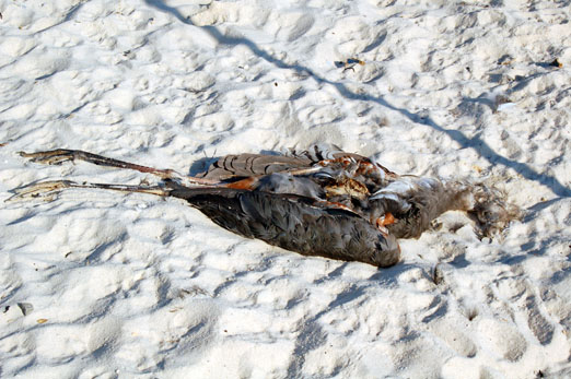 A Dead Great Blue Heron on West Beach in Gulf Shores | The Locust Fork ...