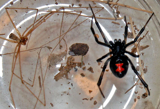 Black Widow: The Most Feared Spider in North America | The Locust Fork ...