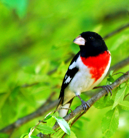 Spring Bird Migration 2012 in Full Swing as Grosbeaks Pass Through ...