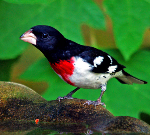 Spring Bird Migration 2012 in Full Swing as Grosbeaks Pass Through ...