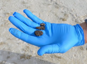 BonSecour Beach4b1 300x222 - Auburn Scientists Confirm Deadly Bacteria in BP Tar Balls