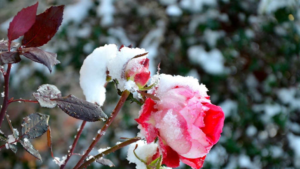 First Snowfall of 2013 Hits Central Alabama | The Locust Fork News-Journal