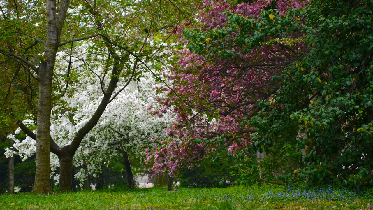 Cherry Blossoms2b - April Walking Tour of Washington D.C.