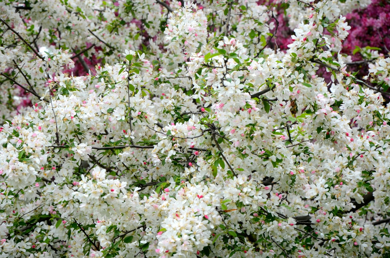 Cherry Blossoms4 - April Walking Tour of Washington D.C.