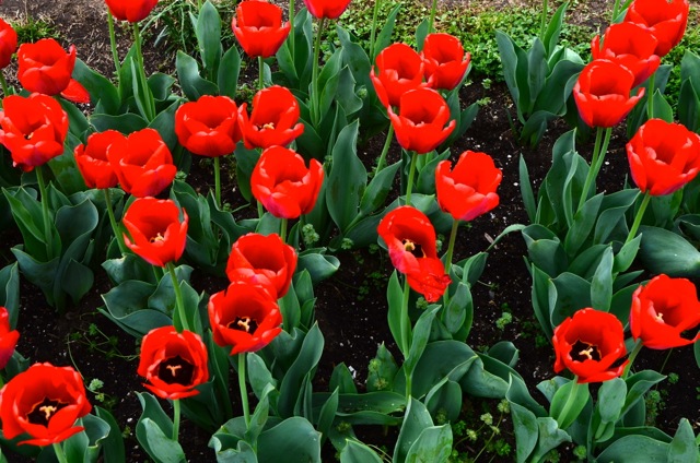 Tulips18c - April Walking Tour of Washington D.C.