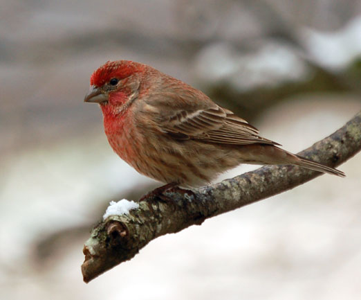 Snow Covers Alabamaland '08 | The Locust Fork News-Journal