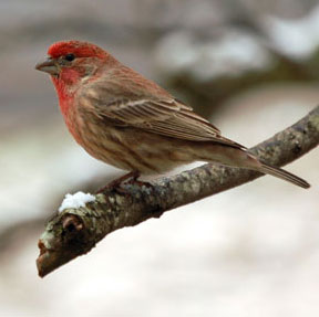 Backyard Bird Count Feb. 15-18 | The Locust Fork News-Journal