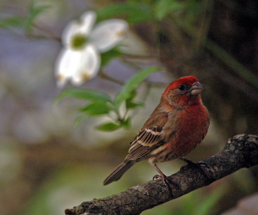 Spring Migration Begins, Dogwoods in Bloom | The Locust Fork News-Journal