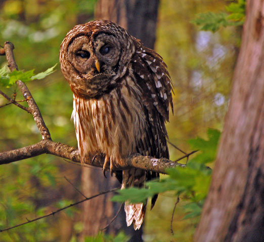 An Owl Hunting in Monte Sano State Park | The Locust Fork News-Journal